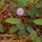 Pudica Linn Bashful Grass Foliage Mimosa Pudica Sensitive Bonsai 30 PCS Seeds