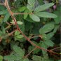 Pudica Linn Bashful Grass Foliage Mimosa Pudica Sensitive Bonsai 30 PCS Seeds