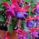 Purple Double Petals Fuchsia Bonsai Potted Flower 100 PCS Seeds Purple Double Petals Fuchsia Bonsai Potted Flower 100 PCS Seeds
