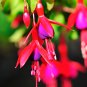 Purple Double Petals Fuchsia Bonsai Potted Flower 100 PCS Seeds