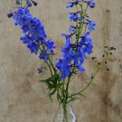 Purple Delphinium x Cultorum 'Tall Black Knight' Flower 50 PCS Seeds