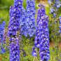 Purple Delphinium x Cultorum 'Tall Black Knight' Flower 50 PCS Seeds