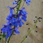 Purple Delphinium x Cultorum 'Tall Black Knight' Flower 50 PCS Seeds