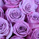 'Pu bu' Purple Big Blooms Climbing Rose 50 PCS Seeds 'Pu bu' Purple Big Blooms Climbing Rose 50 PCS Seeds