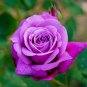 'Pu bu' Purple Big Blooms Climbing Rose 50 PCS Seeds