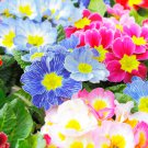 Primula Vulgaris Mix Common Primrose Flower 30 PCS Seeds