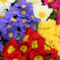 Primula Vulgaris Mix Common Primrose Flower 30 PCS Seeds