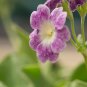 Primula Auricula Taffeta 15 PCS Seeds