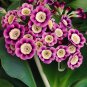 Primula Auricula Taffeta 15 PCS Seeds