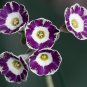 Primula Auricula Taffeta 15 PCS Seeds
