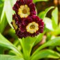 Primula Auricula Handsome Lass 15 PCS Seeds