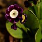 Primula Auricula Handsome Lass 15 PCS Seeds