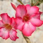 Pretty Girl' Adenium Desert Rose 2 PCS Seeds