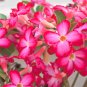 Pretty Girl' Adenium Desert Rose 2 PCS Seeds