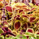 Premium Sun Coleus Herbs 20 PCS Seeds