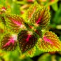 Premium Sun Coleus Herbs 20 PCS Seeds