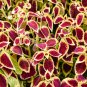 Premium Sun Coleus Herbs 20 PCS Seeds