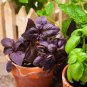 Purple Basil Aromatic Plants 35 PCS Seeds