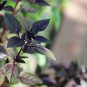 Purple Basil Aromatic Plants 35 PCS Seeds