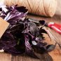 Purple Basil Aromatic Plants 35 PCS Seeds