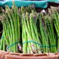 Precoce D'Argenteuil Asparagus 20 PCS Seeds