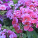 'Precision Amethyst' Ivy Geranium Plant 5 PCS Seeds