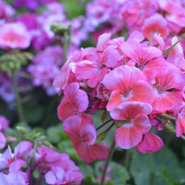 'Precision Amethyst' Ivy Geranium Plant 5 PCS Seeds