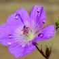 'Precision Amethyst' Ivy Geranium Plant 5 PCS Seeds