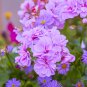 'Precision Amethyst' Ivy Geranium Plant 5 PCS Seeds