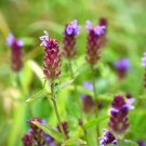 Prunella Herb Perennial Plant 20 PCS Seeds
