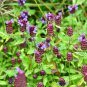 Prunella Herb Perennial Plant 20 PCS Seeds
