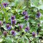 Prunella Herb Perennial Plant 20 PCS Seeds