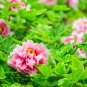 Precious China Peony Flower Potted Flowers Bonsai 10 PCS Seeds