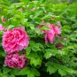 Precious China Peony Flower Potted Flowers Bonsai 10 PCS Seeds