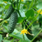 Practical NEW Cucumber Bilyy Anhel-White Angel Organic Vegetable 20 PCS Seeds Practical NEW Cucumber Bilyy Anhel-White Angel Organic Vegetable 20 PCS Seeds