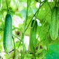 Practical NEW Cucumber Bilyy Anhel-White Angel Organic Vegetable 20 PCS Seeds