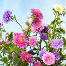 POWDER PUFF ASTER MIX Callistephus Chinensis Flower 30 PCS Seeds