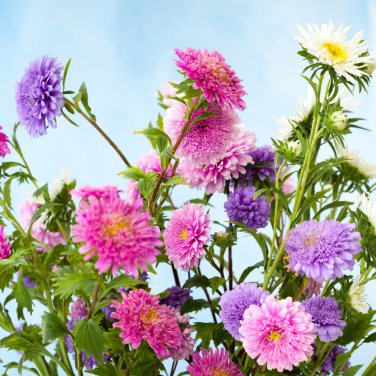 POWDER PUFF ASTER MIX Callistephus Chinensis Flower 30 PCS Seeds