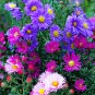 POWDER PUFF ASTER MIX Callistephus Chinensis Flower 30 PCS Seeds
