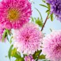 POWDER PUFF ASTER MIX Callistephus Chinensis Flower 30 PCS Seeds