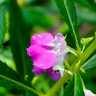 Purple Balsam Perennial Flower 20 PCS Seeds Purple Balsam Perennial Flower 20 PCS Seeds