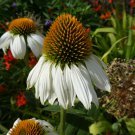 'Pow Wow' White Echinacea Coneflower 100 PCS Seeds 'Pow Wow' White Echinacea Coneflower 100 PCS Seeds