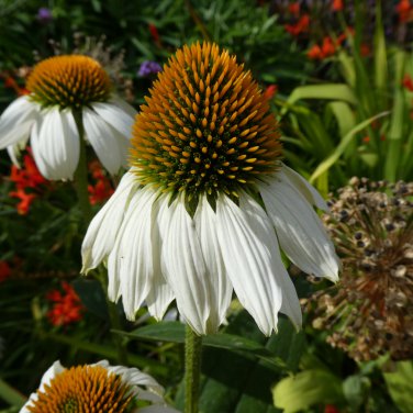 'Pow Wow' White Echinacea Coneflower 100 PCS Seeds