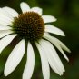 'Pow Wow' White Echinacea Coneflower 100 PCS Seeds
