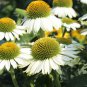 'Pow Wow' White Echinacea Coneflower 100 PCS Seeds