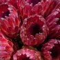 Protea Neriifolia Oleanderleaf Protea Baardsuikerbos 1 PCS Seeds