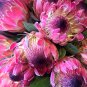 Protea Neriifolia Oleanderleaf Protea Baardsuikerbos 1 PCS Seeds