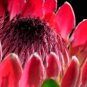 Protea Neriifolia Oleanderleaf Protea Baardsuikerbos 1 PCS Seeds