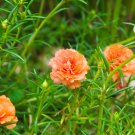 Portulaca oleracea Purslane Double Flowers 500 PCS Seeds Portulaca oleracea Purslane Double Flowers 500 PCS Seeds