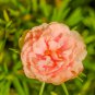 Portulaca oleracea Purslane Double Flowers 500 PCS Seeds